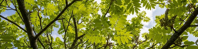 Close-up of ash trees with green leaves
