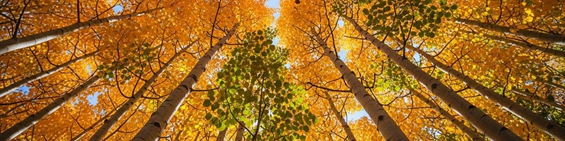 Close-up of aspen trees with orange leaves in autumn.