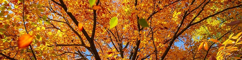 Elm trees in autumn with gold, red and orange leaves