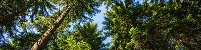 Close-up of spruce trees as seen from below